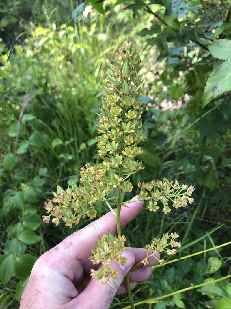 Stenanthium tennesseense photo 5