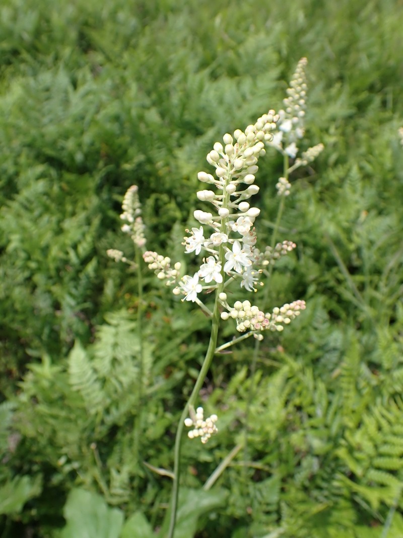 Stenanthium tennesseense photo 6