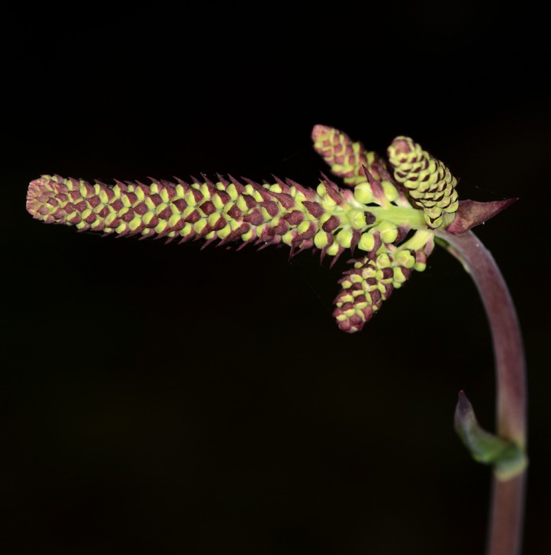 Stenanthium texanum