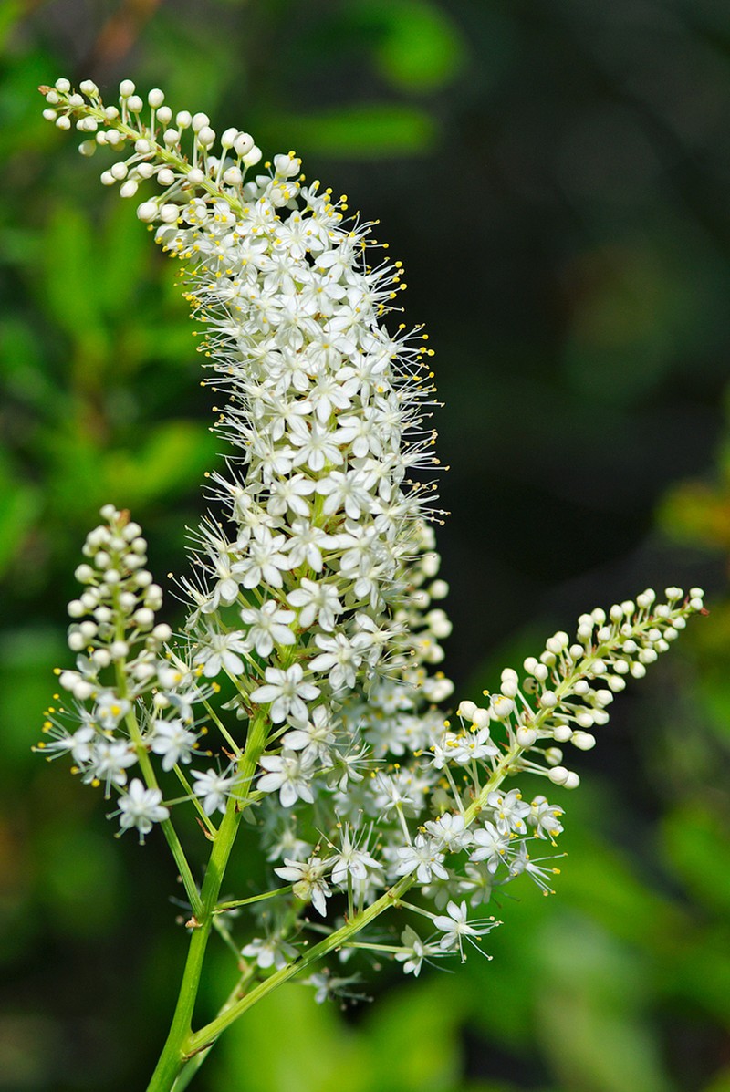 Stenanthium texanum photo 2