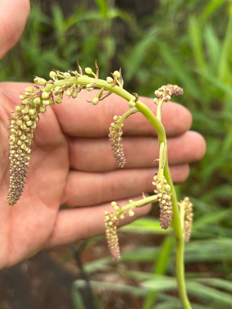 Stenanthium texanum photo 3