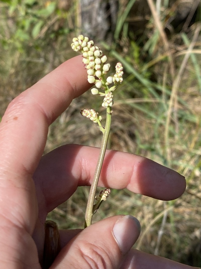 Stenanthium texanum photo 4