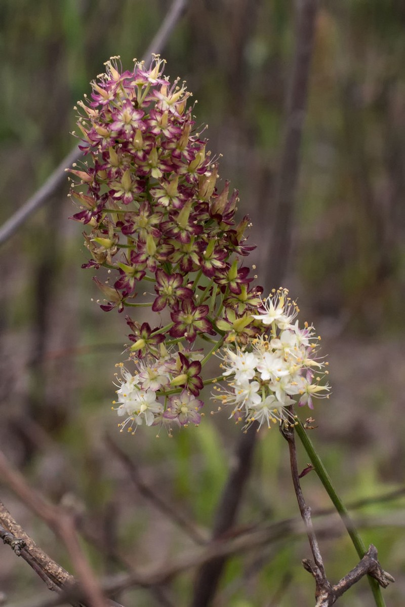 Stenanthium texanum photo 5