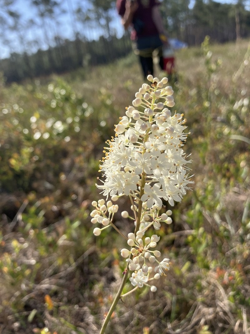 Stenanthium texanum photo 6
