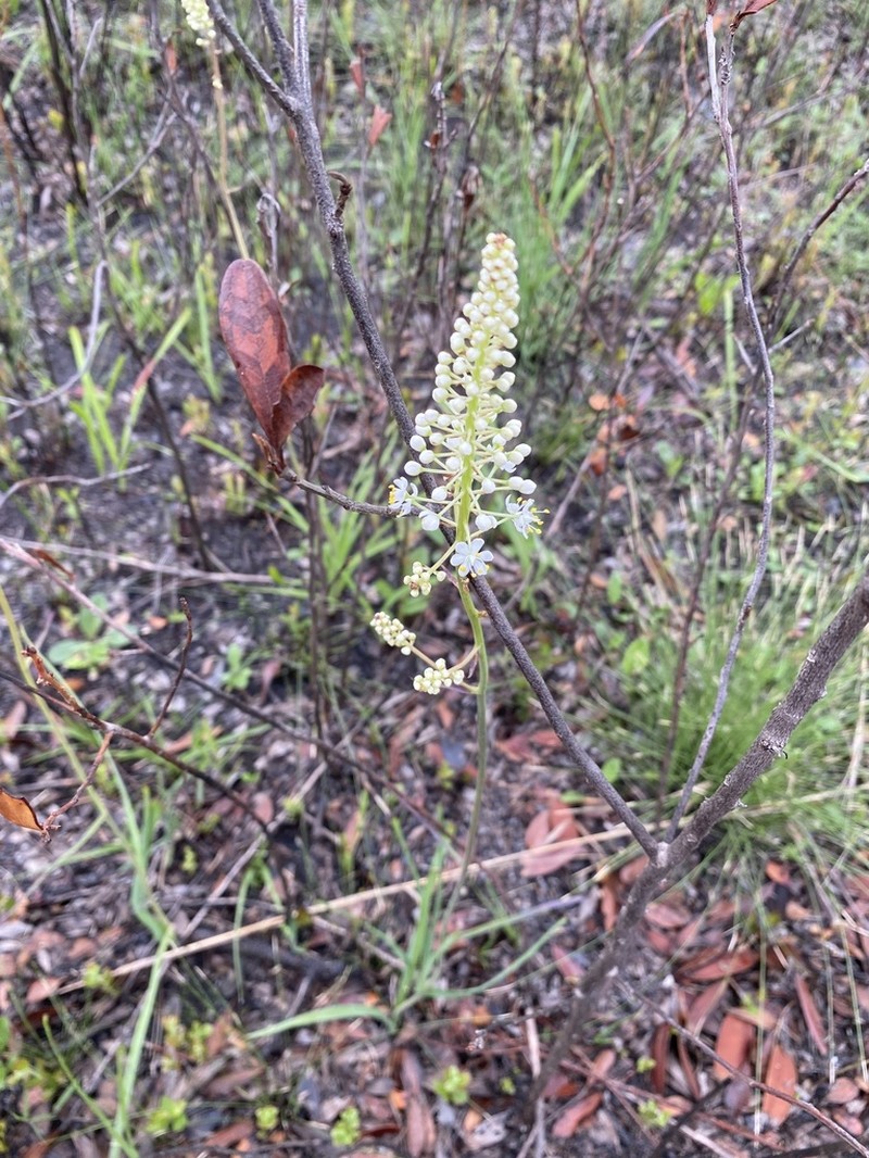 Stenanthium texanum photo 7