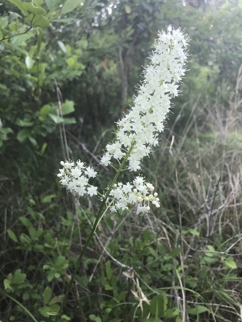 Stenanthium texanum photo 8