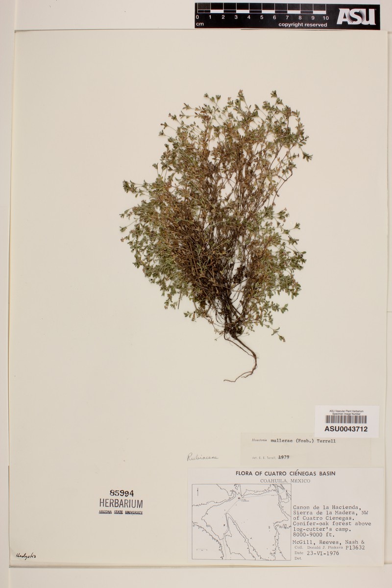 Muller's Diamond-Flowers