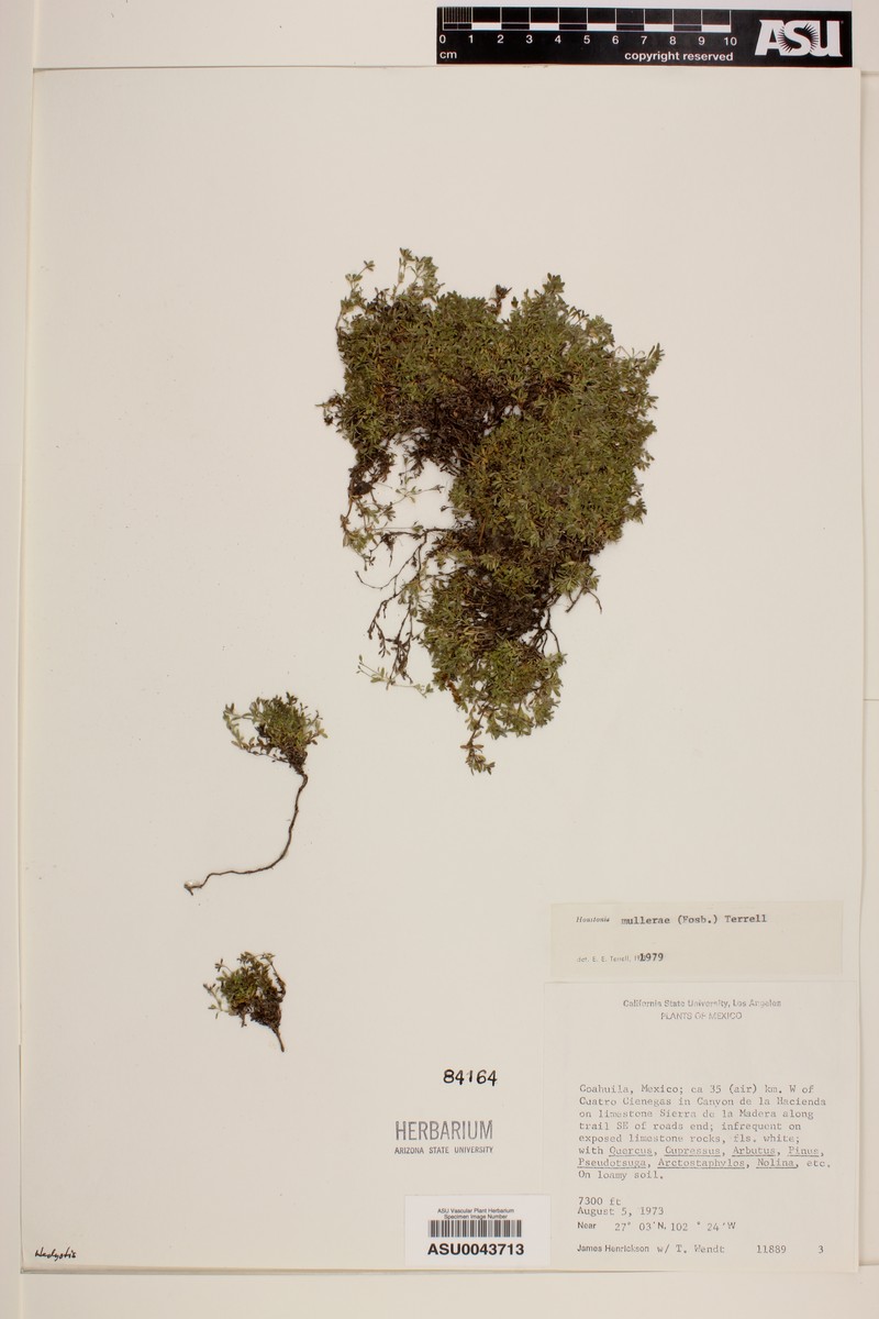 Muller's Diamond-Flowers photo 3