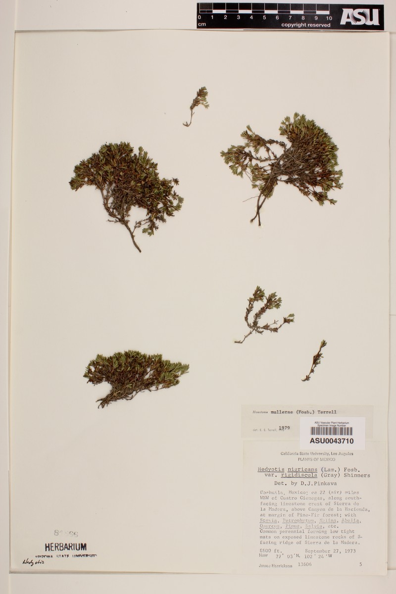 Muller's Diamond-Flowers photo 4