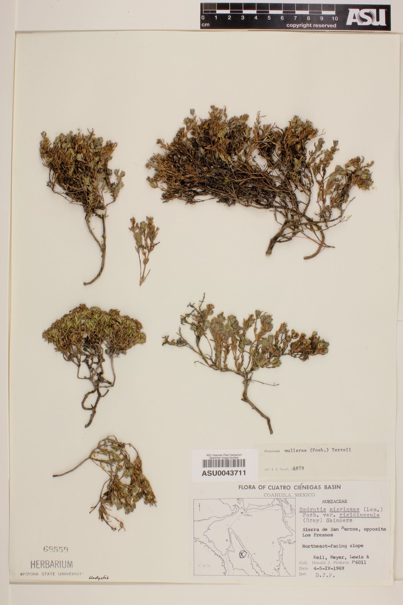 Muller's Diamond-Flowers photo 5