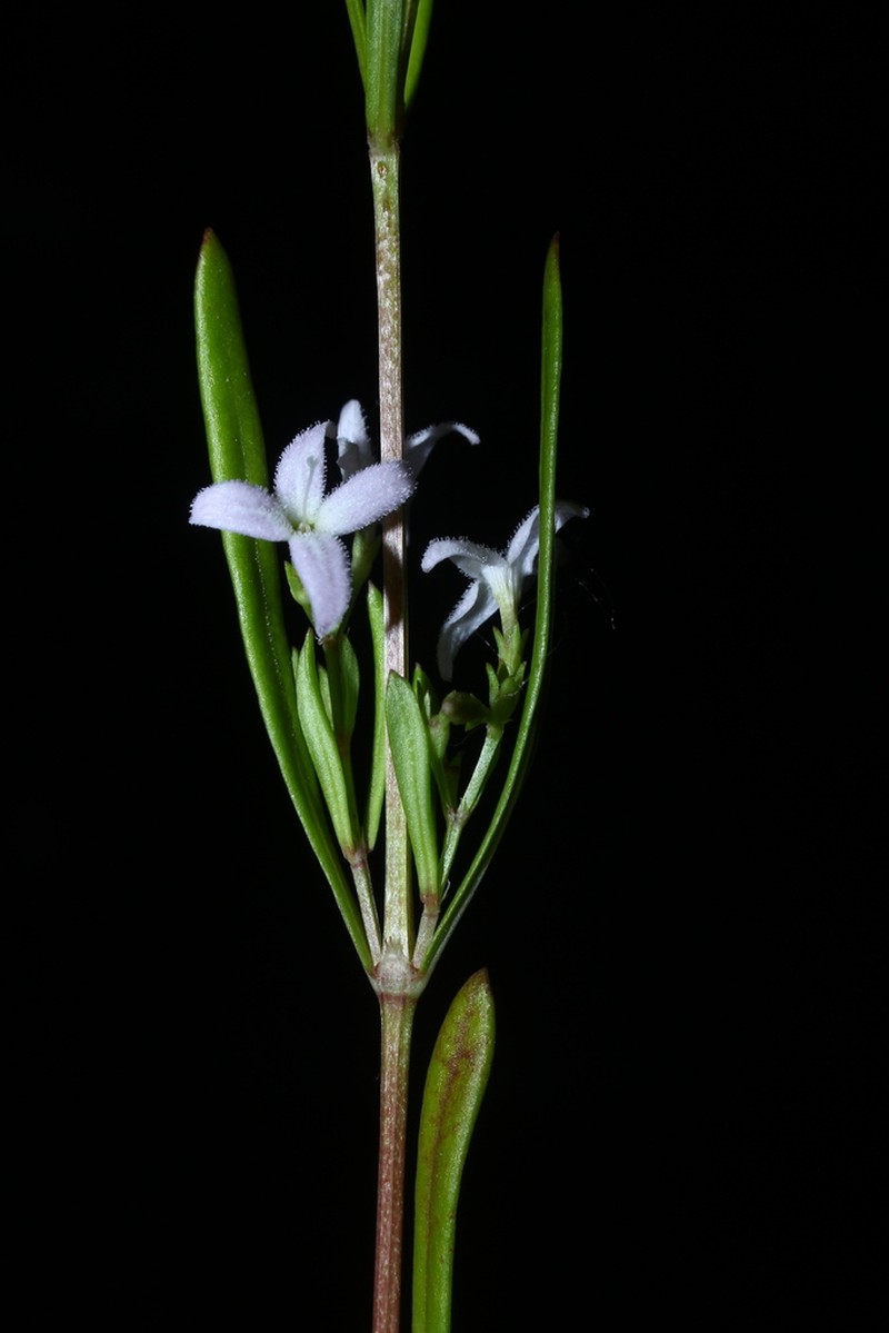 Diamond-Flowers