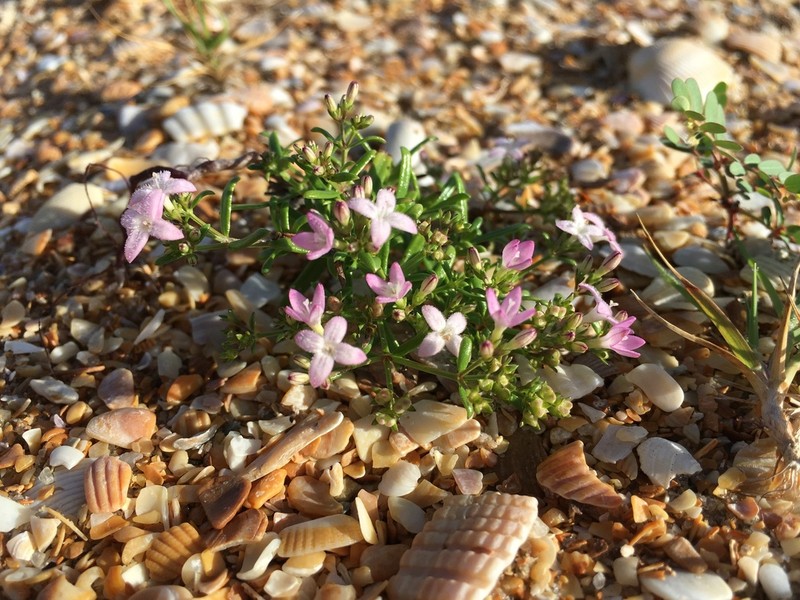 Diamond-Flowers photo 2