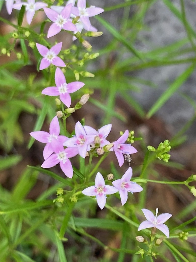 Diamond-Flowers photo 3