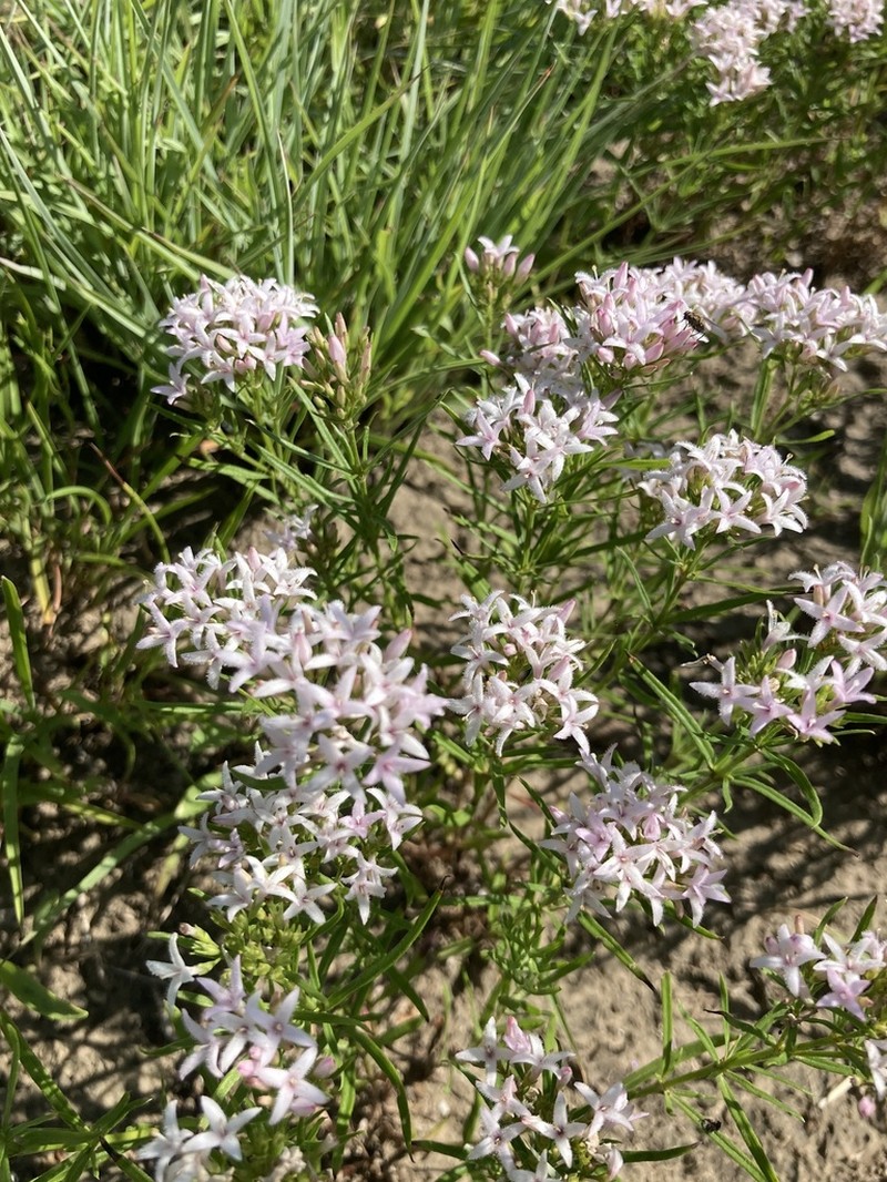 Diamond-Flowers photo 4