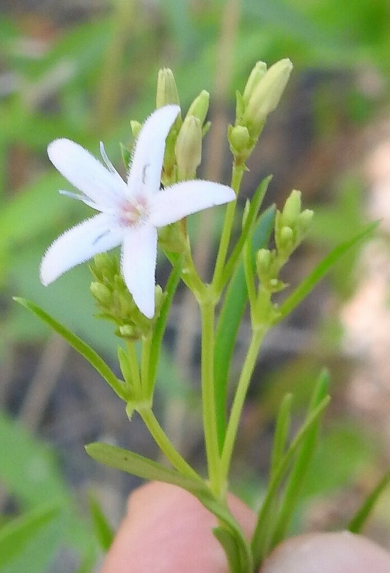 Diamond-Flowers photo 5