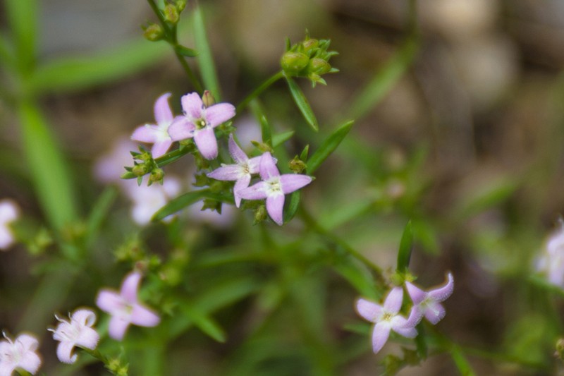 Diamond-Flowers photo 7