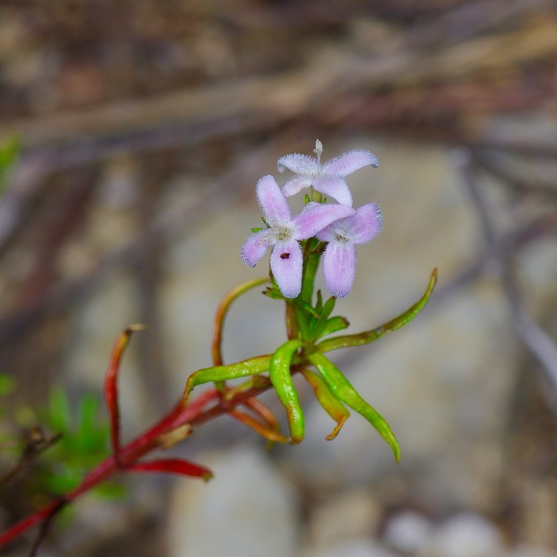Diamond-Flowers photo 8