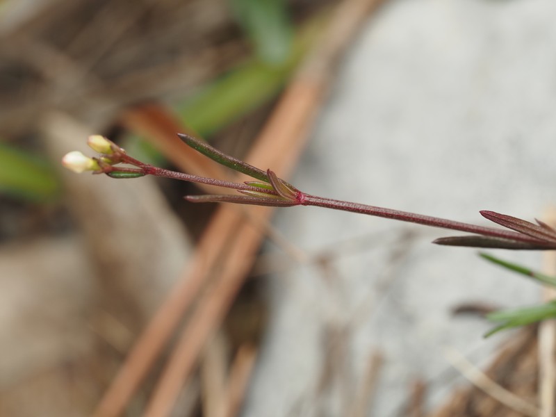 Stenaria nigricans var. floridana