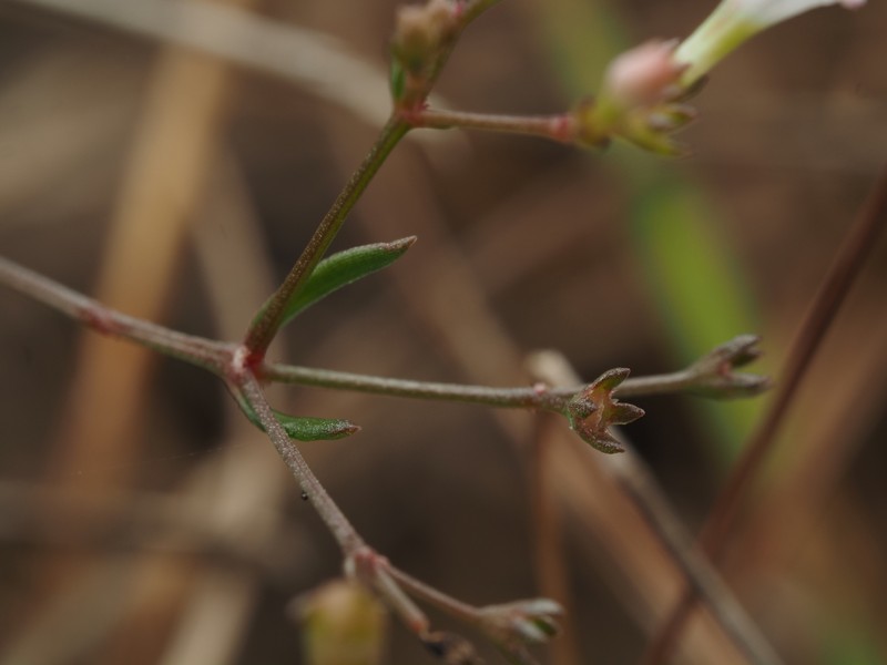 Stenaria nigricans var. floridana photo 2