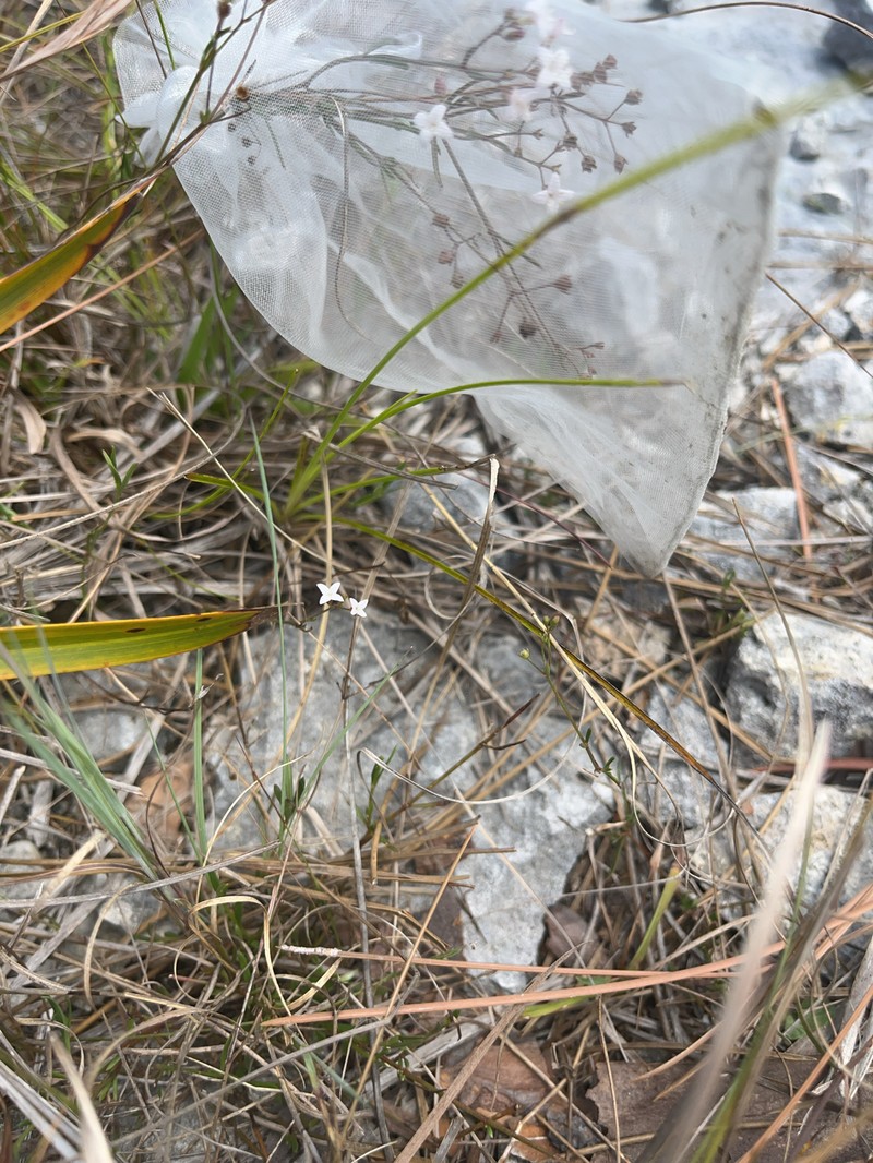 Stenaria nigricans var. floridana photo 3