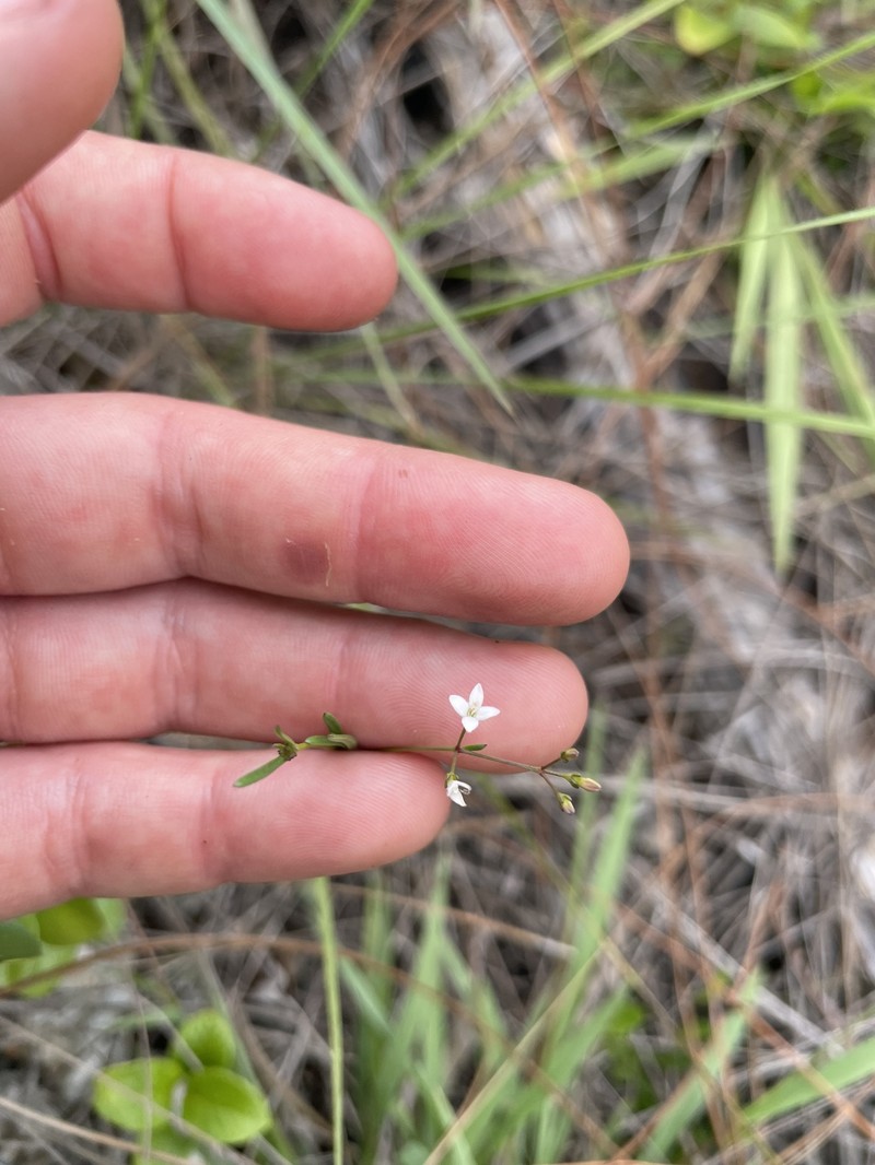 Stenaria nigricans var. floridana photo 4