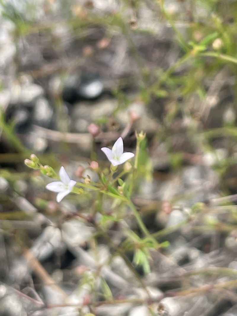 Stenaria nigricans var. floridana photo 5