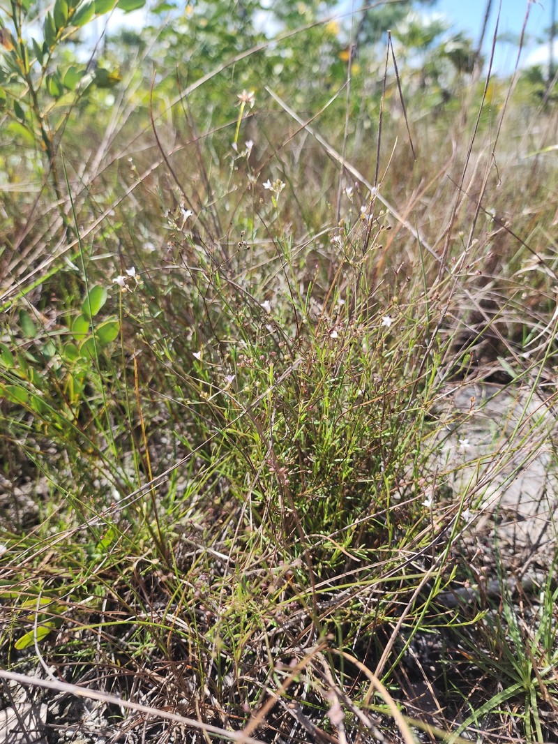 Stenaria nigricans var. floridana photo 6