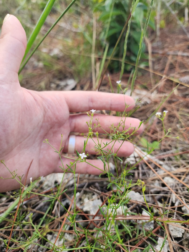 Stenaria nigricans var. floridana photo 7
