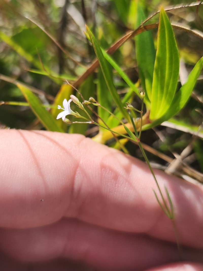 Stenaria nigricans var. floridana photo 8