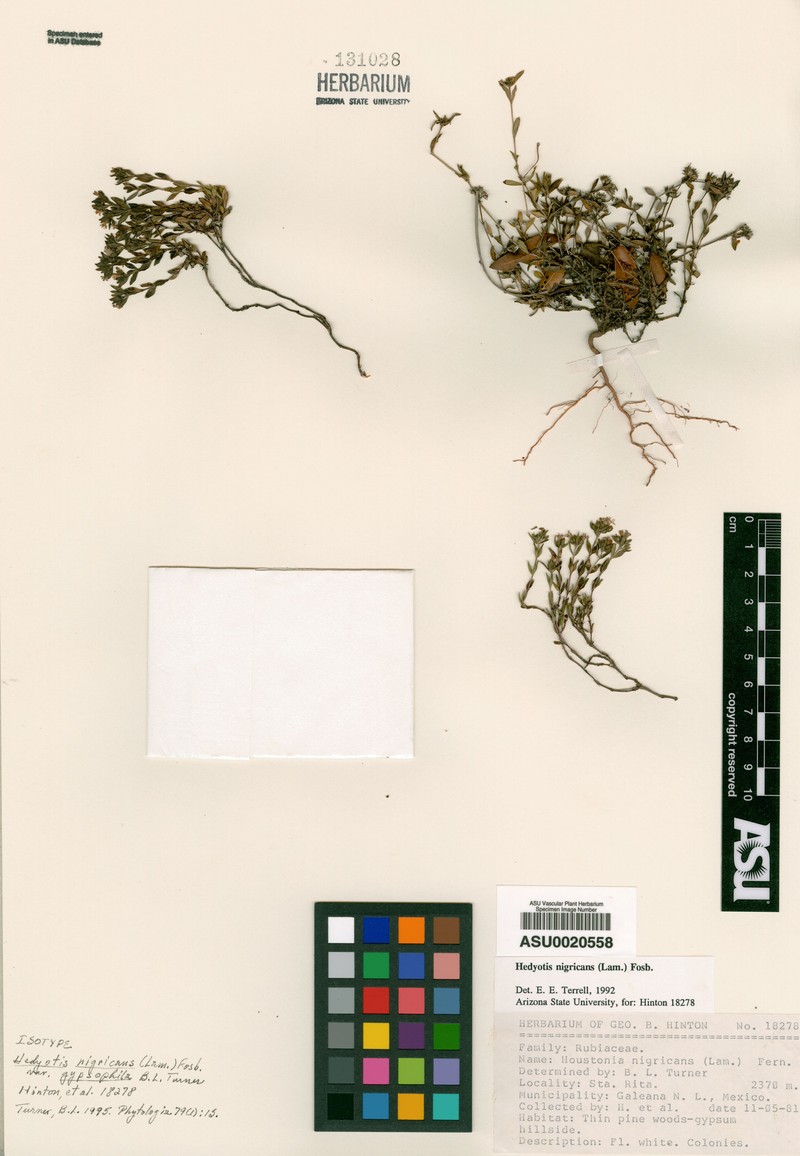 Stenaria nigricans var. gypsophila