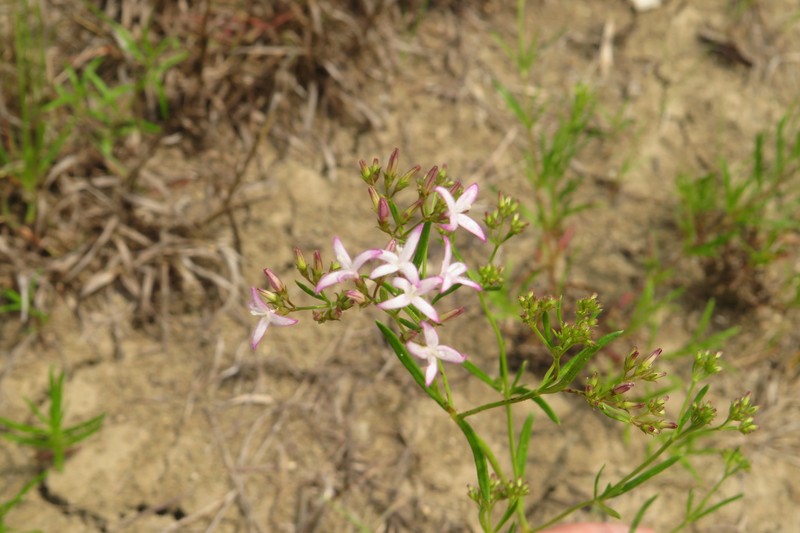 Stenaria nigricans var. nigricans