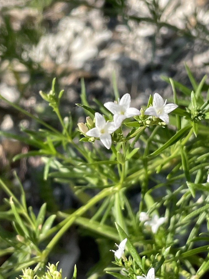 Stenaria nigricans var. nigricans photo 2