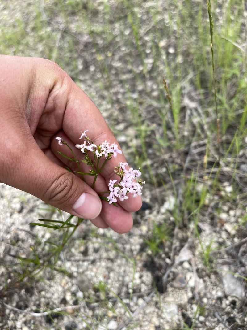 Stenaria nigricans var. nigricans photo 3
