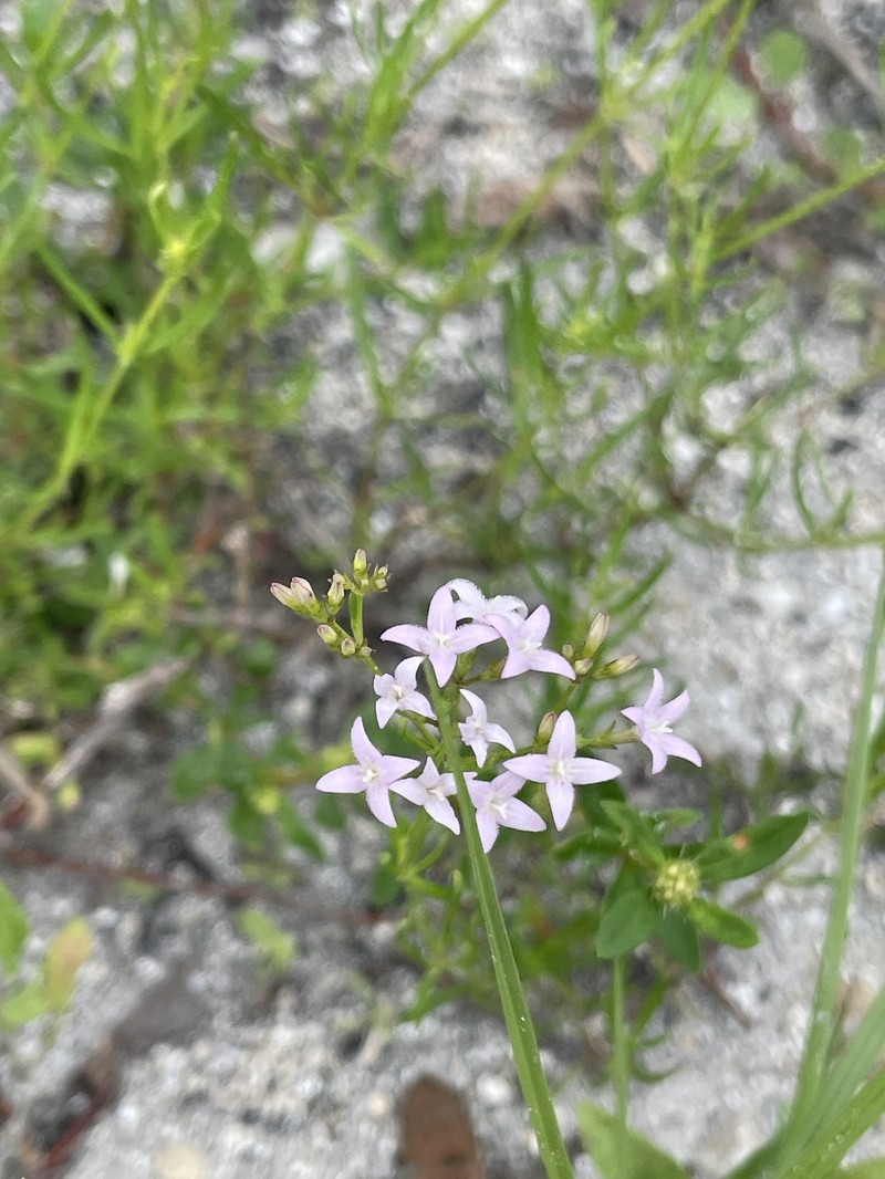Stenaria nigricans var. nigricans photo 4