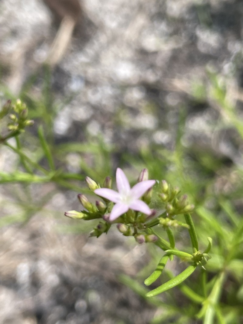 Stenaria nigricans var. nigricans photo 5