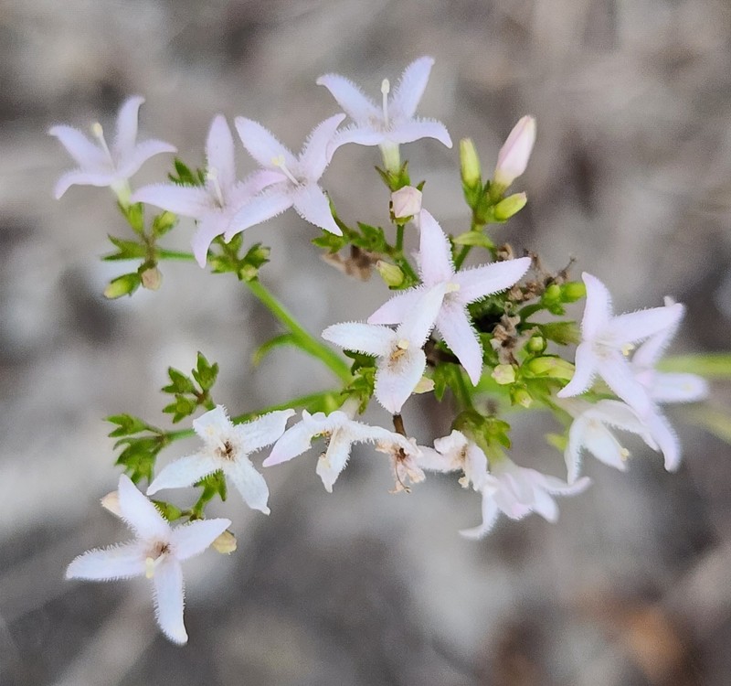Stenaria nigricans var. nigricans photo 6