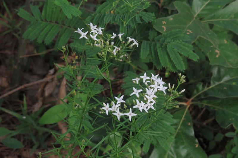 Stenaria nigricans var. nigricans photo 7
