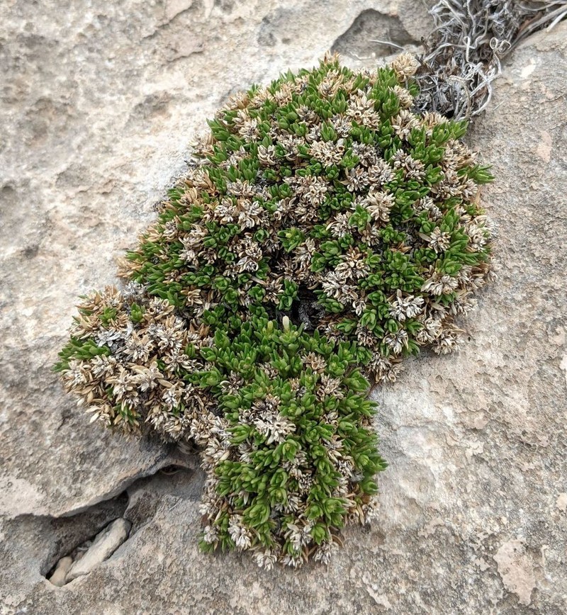 Stenaria pooleana