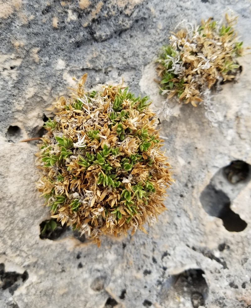Stenaria pooleana photo 2