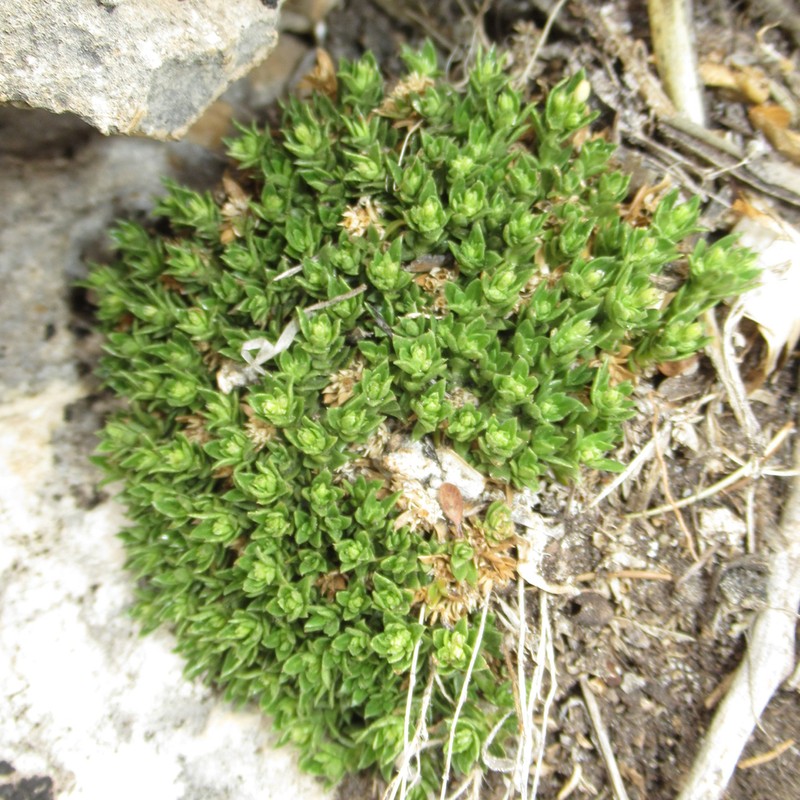 Stenaria pooleana photo 3