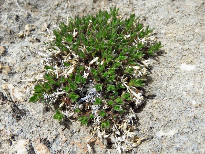 Stenaria pooleana photo 4