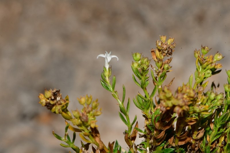 Stenaria pooleana photo 5