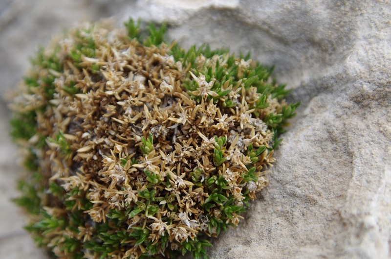 Stenaria pooleana photo 6