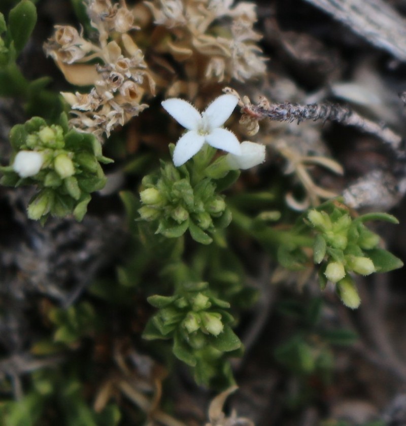 Stenaria pooleana photo 7