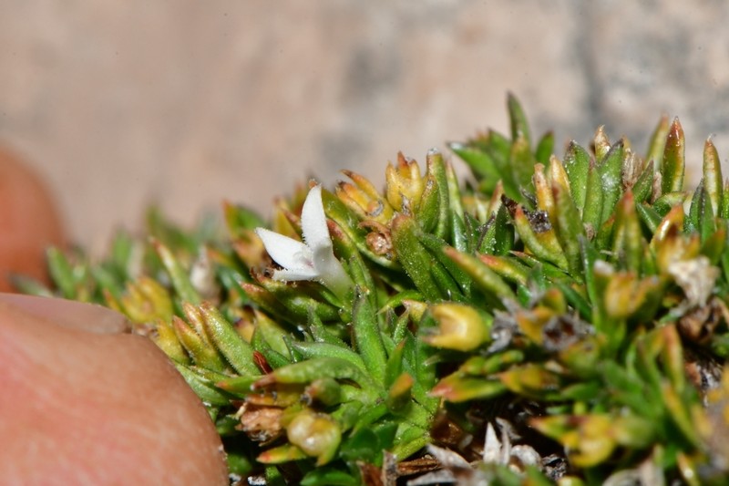 Stenaria pooleana photo 8