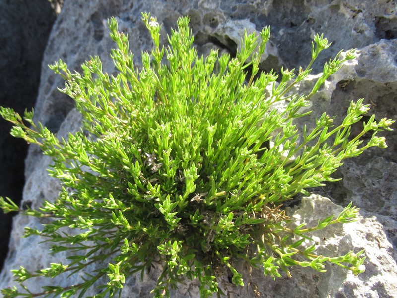 Smallflower Starviolet