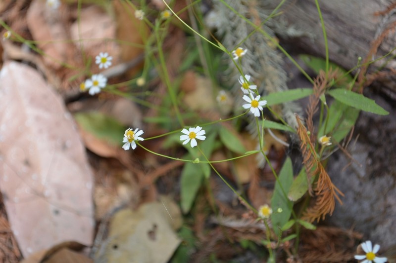 Stenocarpha filiformis photo 2