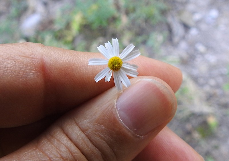 Stenocarpha filiformis photo 3