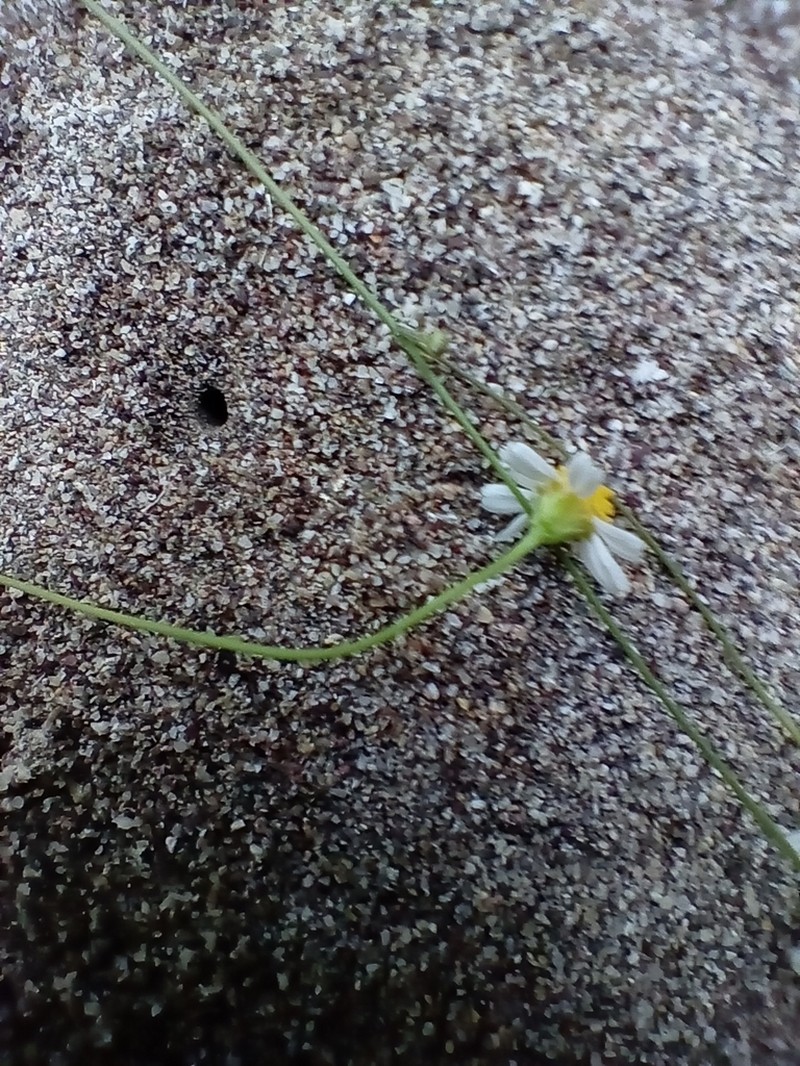 Stenocarpha filiformis photo 5