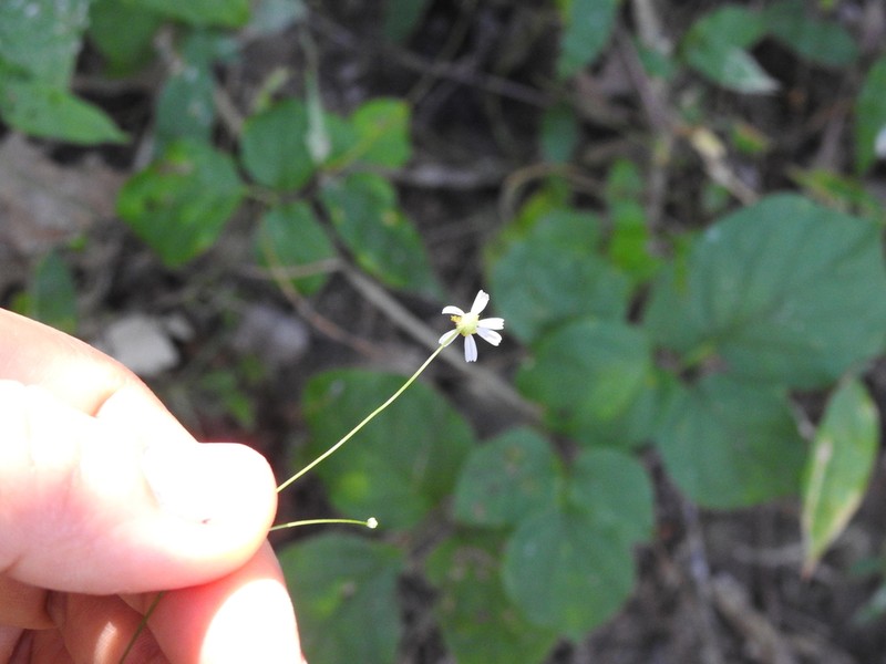 Stenocarpha filiformis photo 6